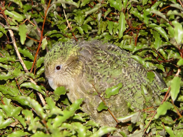 File:Strigops habroptilus, camouflage.jpg - Wikipedia