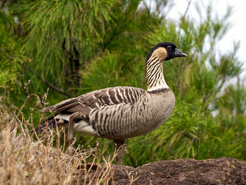 File:Branta sandvicensis LC399.jpg - Wikipedia