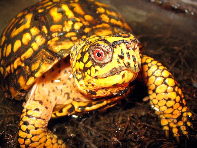 Common box turtle - Wikipedia