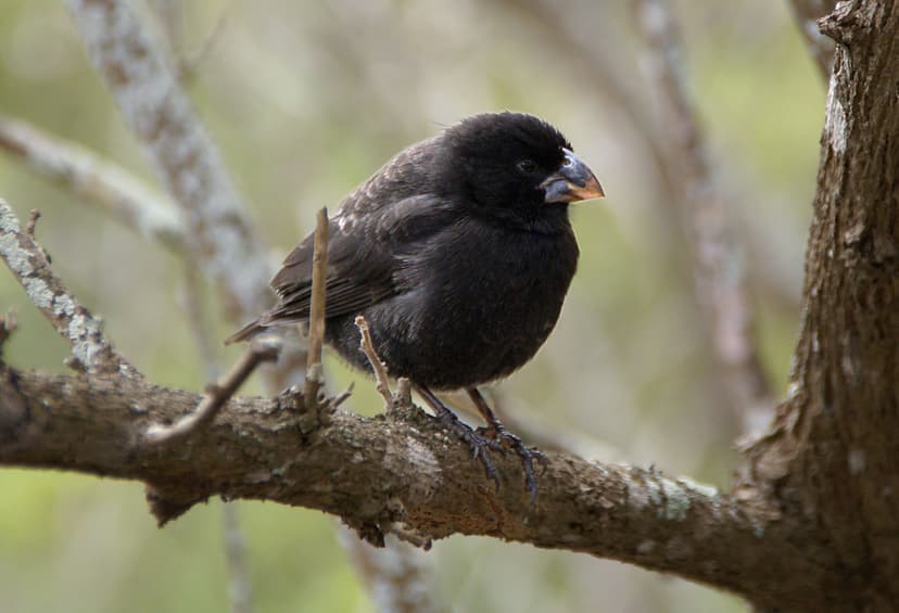 File:Geospiza fortis.jpg - Wikipedia
