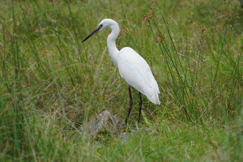 File:Little egret (Egretta garzetta) 02294.jpg - Wikimedia Commons