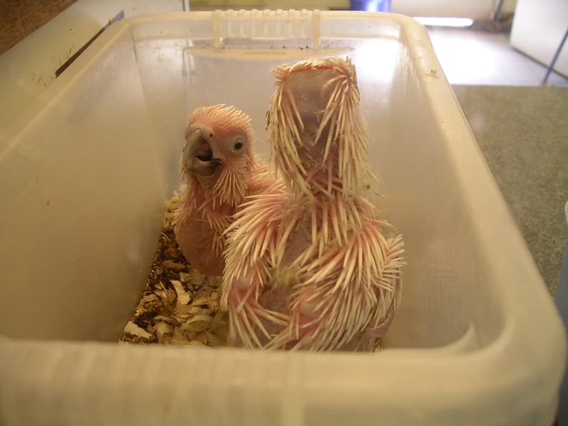 File:Umbrella cockatoo chicks 31l07.JPG - Wikipedia