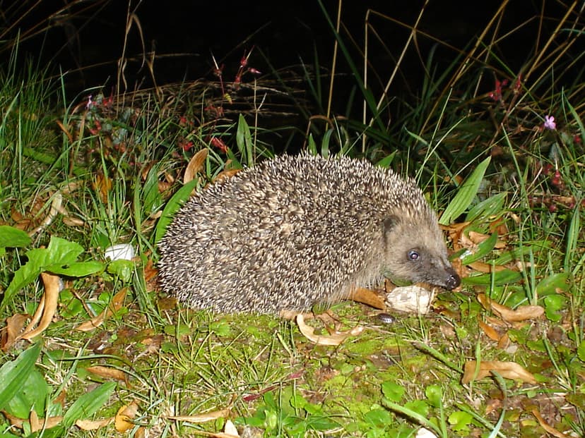 File:Erinaceus europeaus (DarkAn9el).jpg - Wikipedia