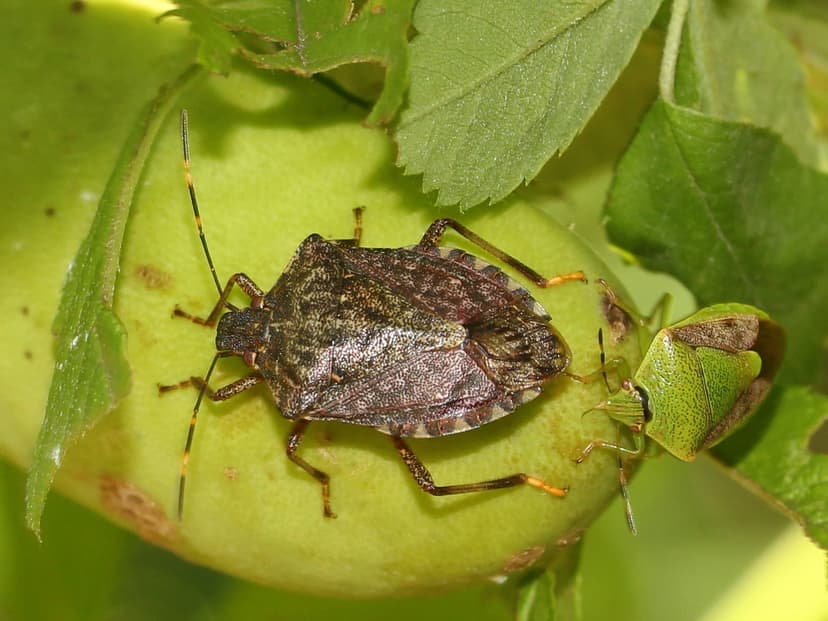 Brown marmorated stink bug - Wikipedia