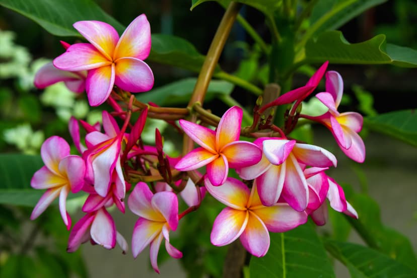 File:Plumeria Flower.jpg - Wikimedia Commons