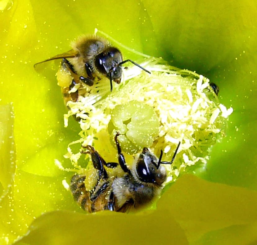 File:Creation-Via-Pollination.jpg - Wikimedia Commons
