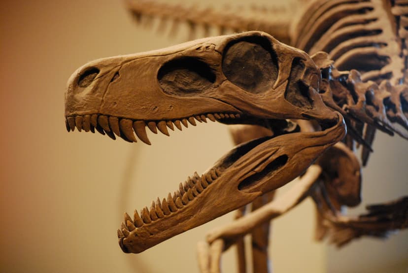 File:Herrerasaurus Skull FMNH.JPG - Wikipedia