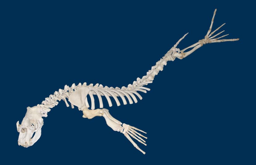 File:Mirounga leonina 01.jpg - Wikimedia Commons
