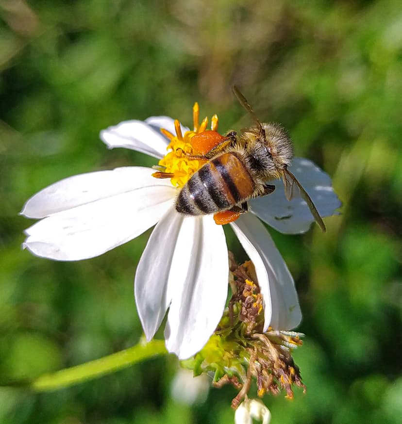 File:Honey bee pollinating a flower.jpg - Wikimedia Commons