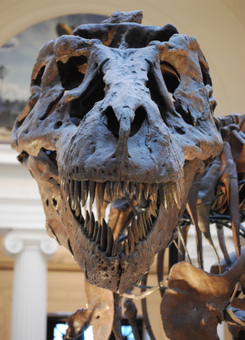 File:Sue TRex Skull Full Frontal.JPG - Wikipedia