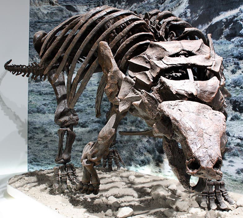 File:Edmontonia mount.jpg - Wikipedia