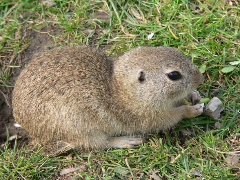 List of mammals of Lebanon - Wikipedia