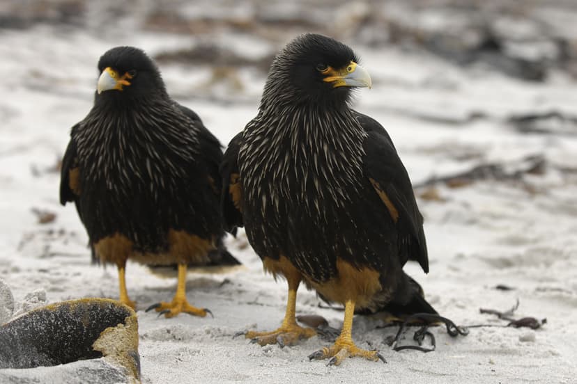 File:Striated Caracara on Sealion Island.jpg - Wikimedia Commons