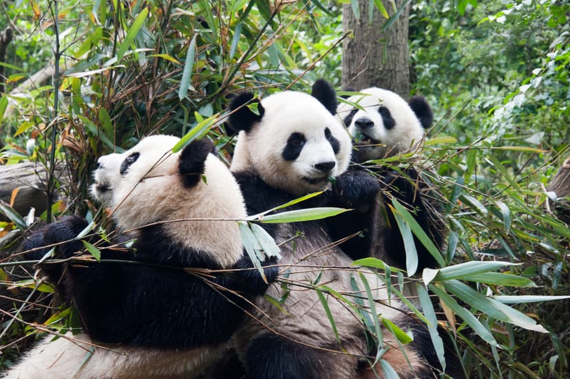 File:1 panda trio sichuan china 2011.jpg - Wikipedia