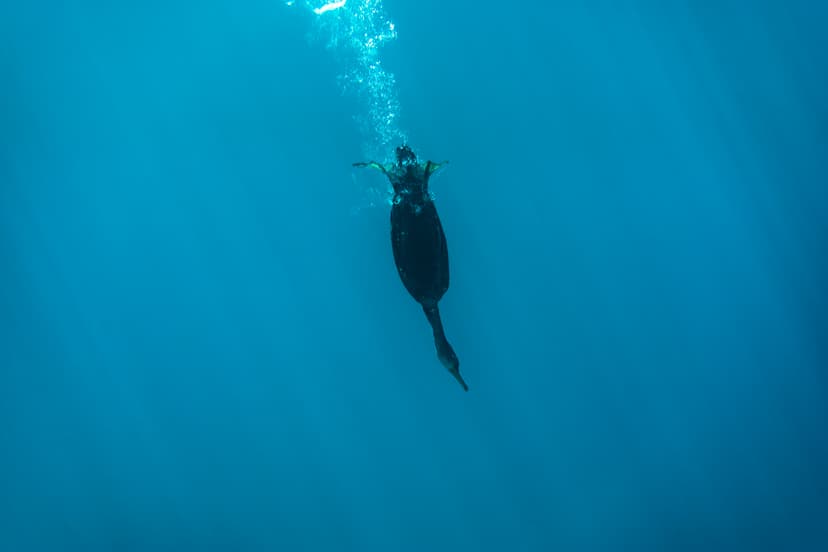 File:Diving bird.jpg - Wikimedia Commons