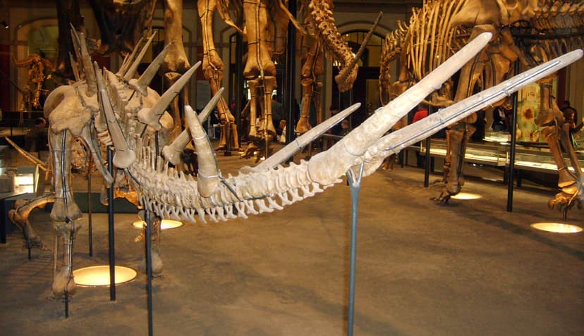 File:Kentrosaurus tail.jpg - Wikimedia Commons