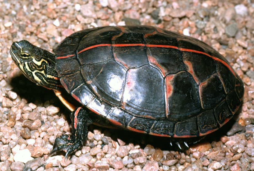 File:A3 Southern painted turtle.jpg - Wikipedia