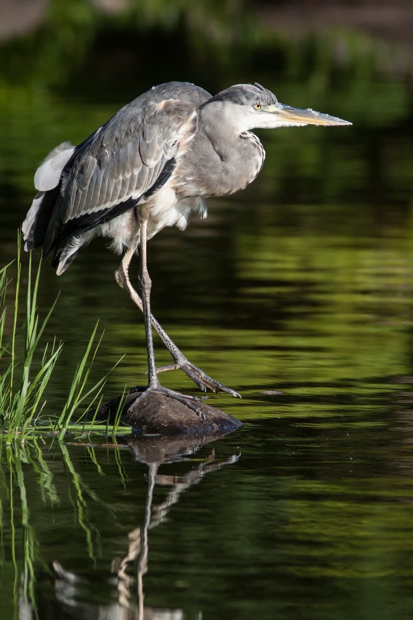 File:Ardea cinerea 2013-09-16.jpg - Wikipedia