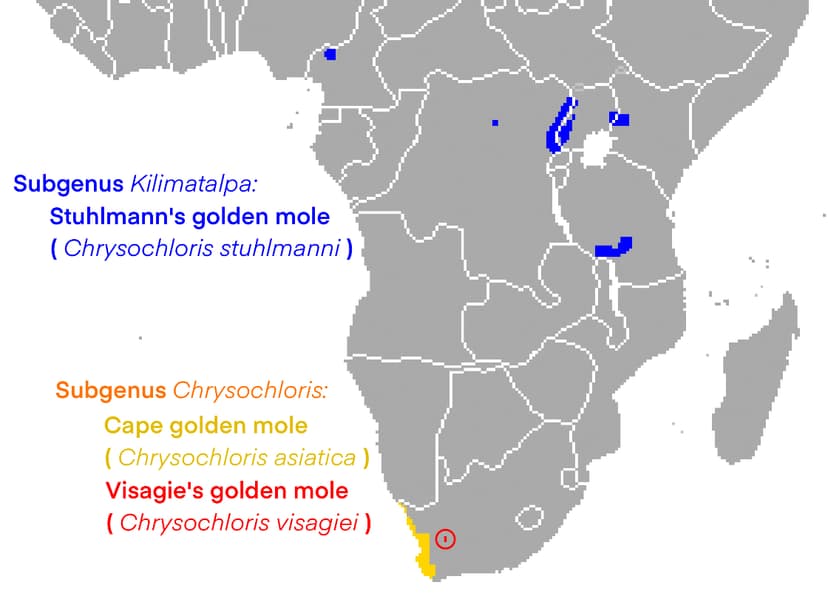 File:Chrysochloris Range.jpg - Wikipedia