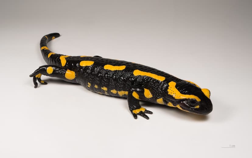 File:Salamandra salamandra MHNT 1.jpg - Wikipedia