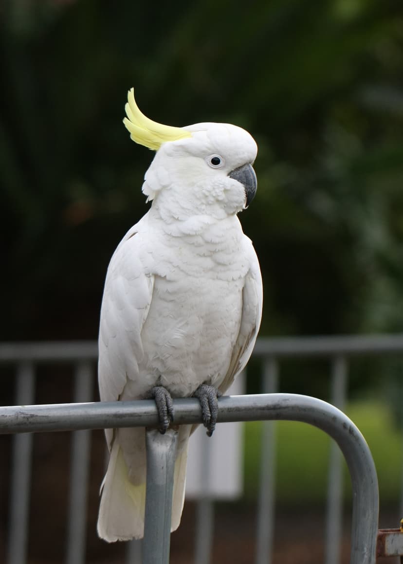 File:Sulphur-crested Cockatoo 2010.JPG - Wikimedia Commons