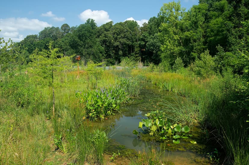 File:Constructed Wetland.jpg - Wikimedia Commons