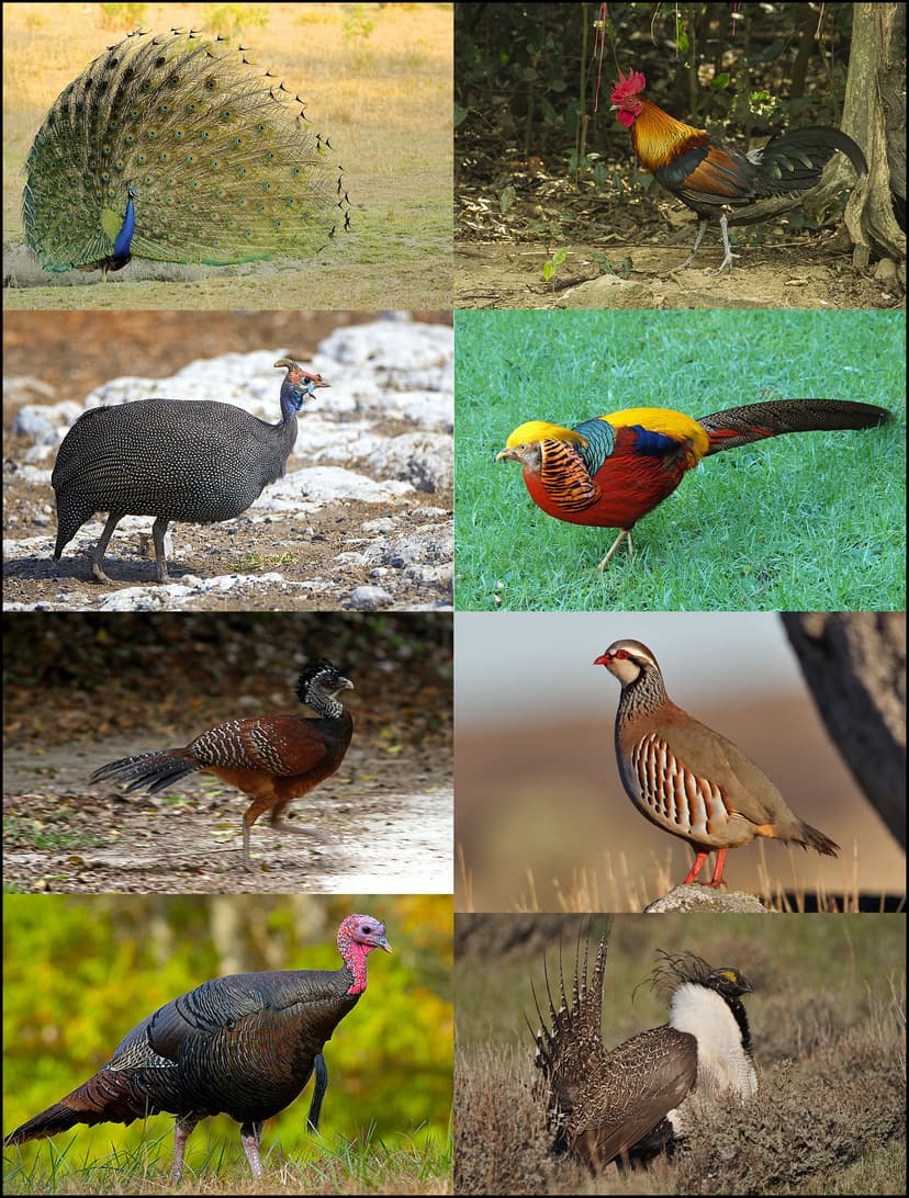 קובץ:Galliformes-01.jpg – ויקיפדיה