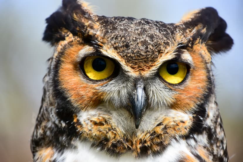 File:Great Horned Owl (195470677).jpg - Wikimedia Commons