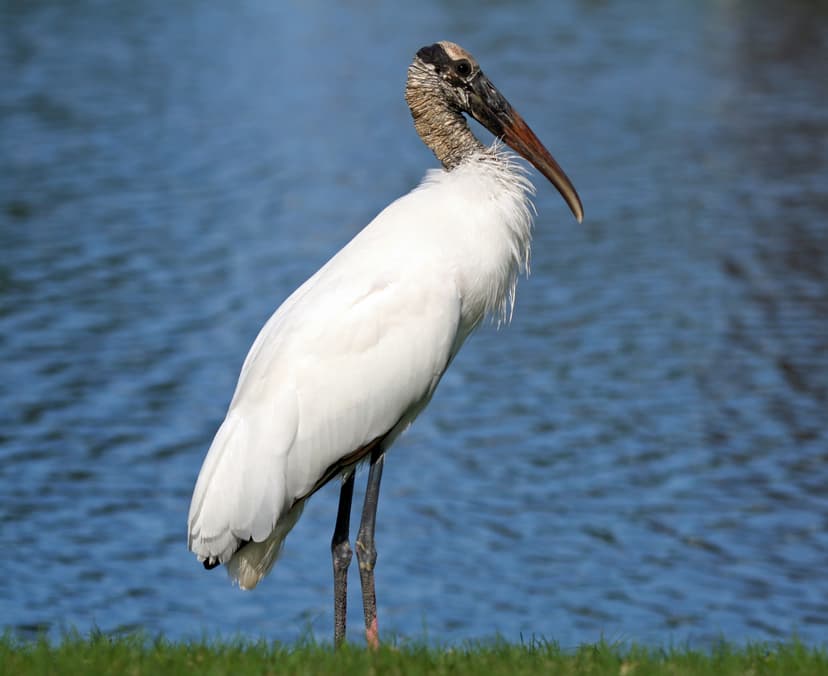 File:WoodStorkWhole.JPG - Wikipedia