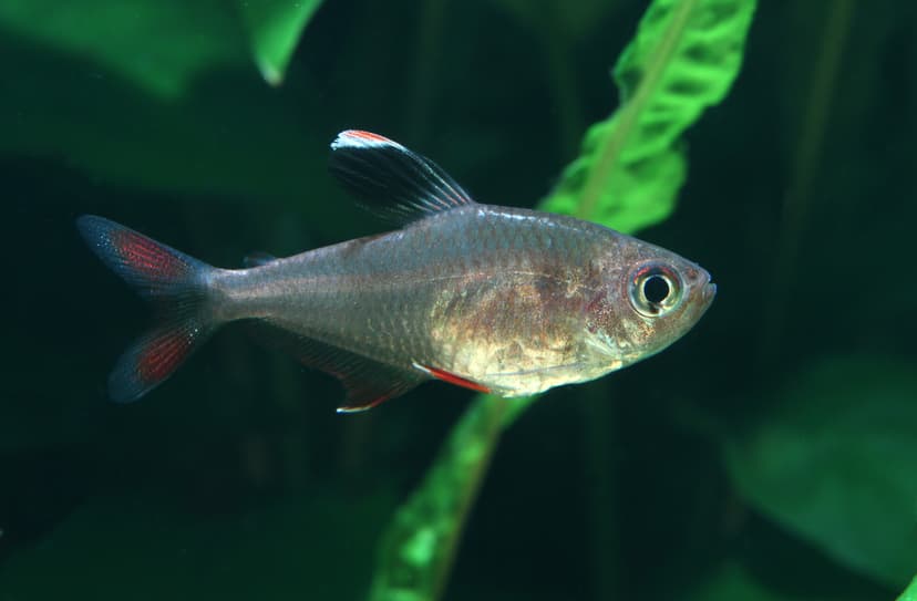 File:Schmucksalmler Hyphessobrycon bentosi.jpg - Wikipedia