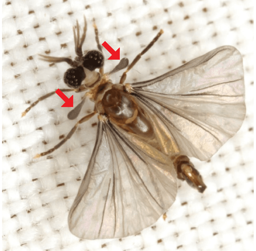 File:Strepsiptera.png - Wikimedia Commons