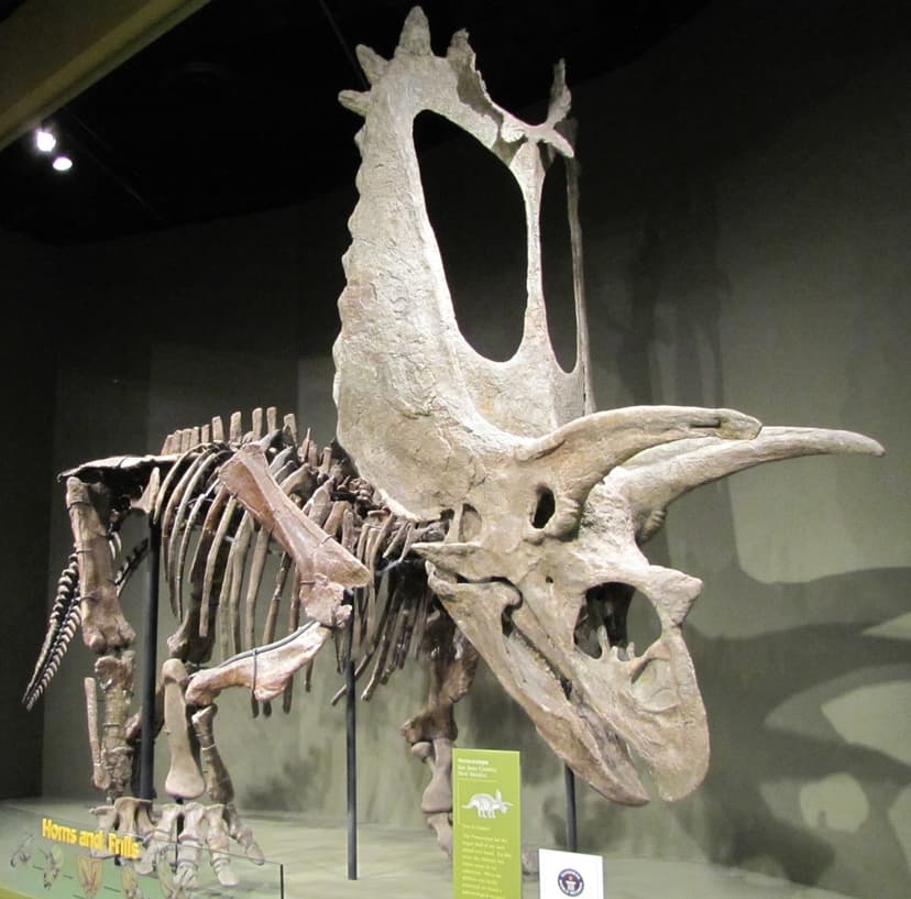 File:Titanoceratops.jpg - Wikipedia