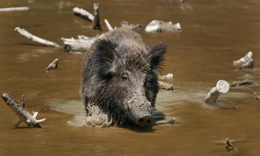 File:Wild Boar Habbitat 2.jpg - Wikipedia