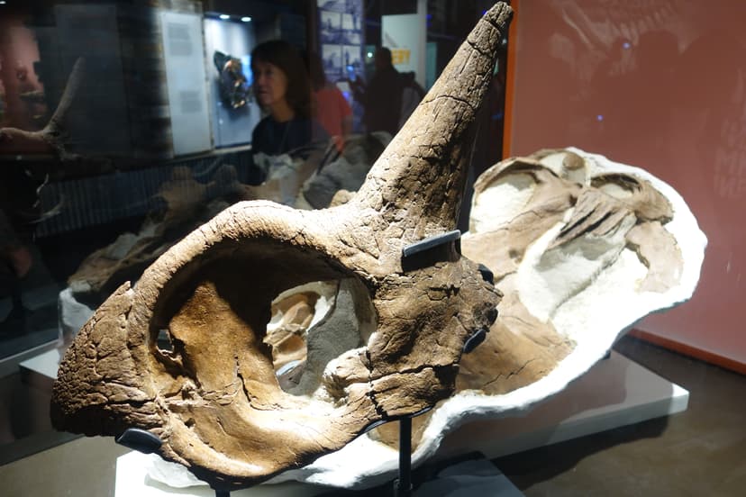 File:Centrosaurus apertus skull Royal Tyrrell 4.jpg - Wikimedia ...