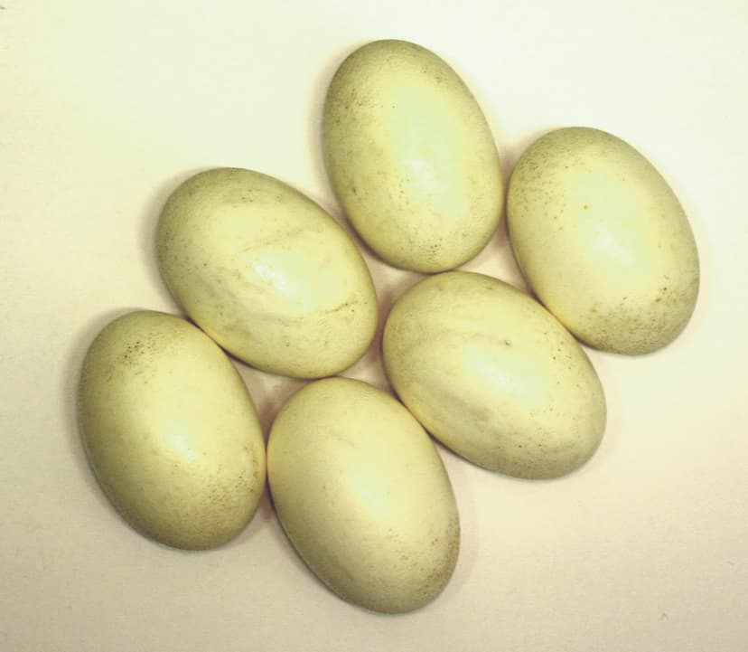 File:Nile crocodile eggs.jpg - Wikipedia