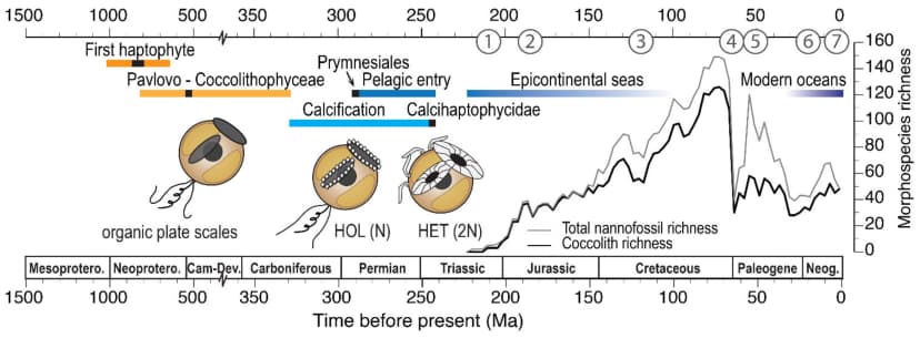 File:Timeline in haptohyte evolution.webp - Wikimedia Commons