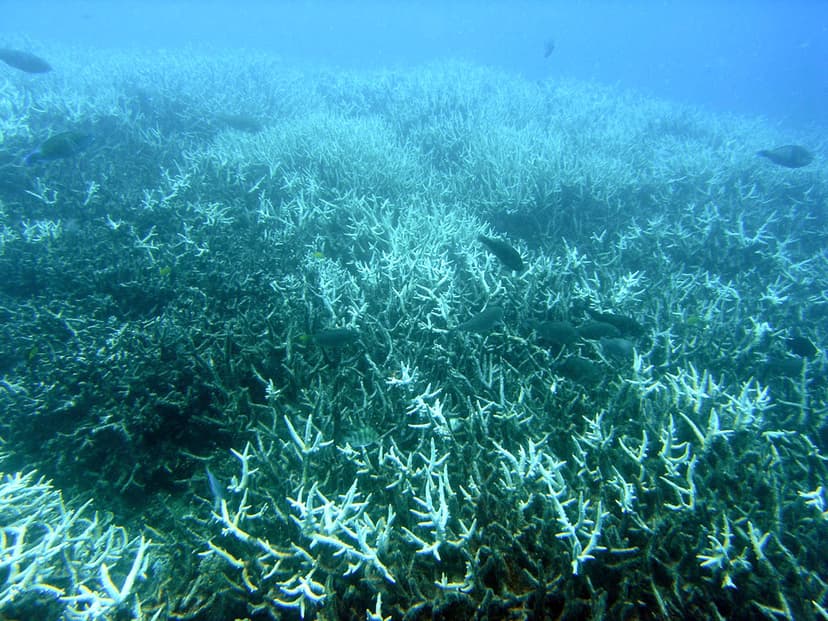File:Bleachedcoral.jpg - Wikipedia