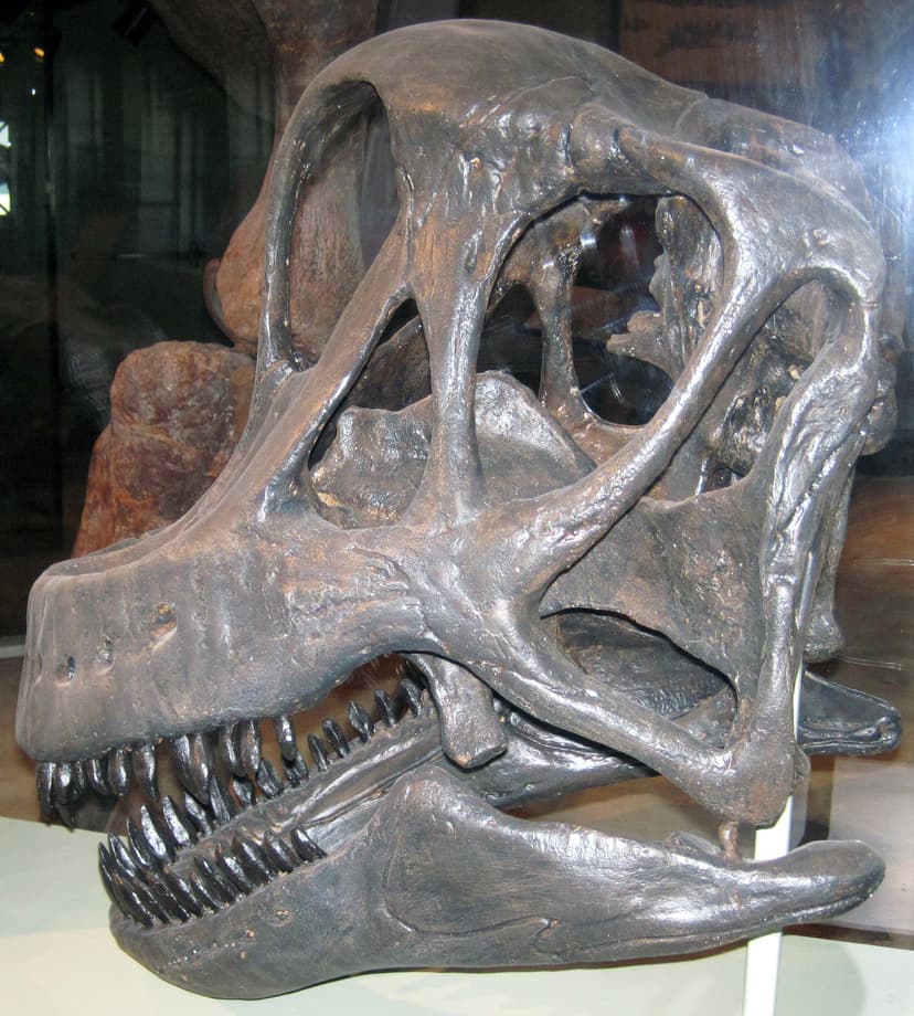 File:Brachiosaurus sp. skull.jpg - Wikimedia Commons