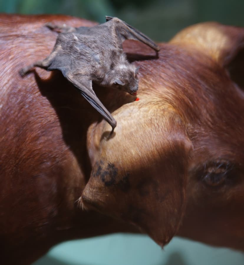 File:Desmodus rotundus feeding.jpg - Wikimedia Commons