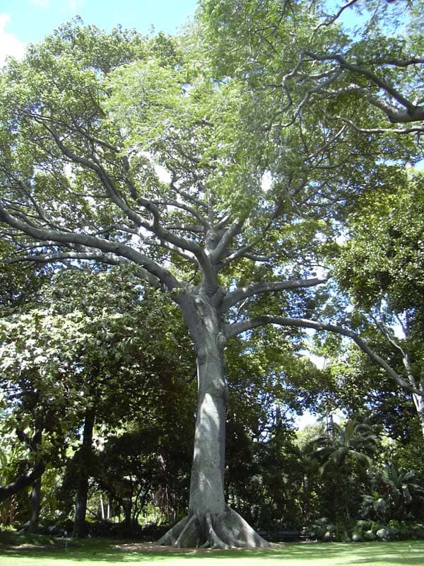 Mapastepec - Wikipedia