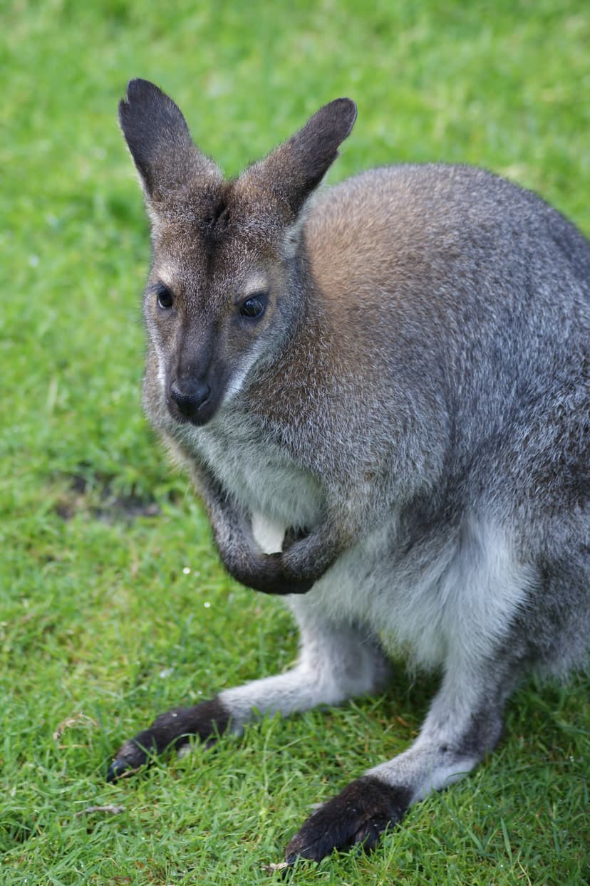 File:Macropodidae Macropus rufogriseus 2.1.jpg - Wikimedia Commons
