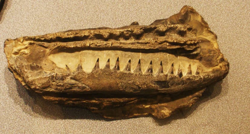 File:Birgeria jaws.JPG - Wikimedia Commons