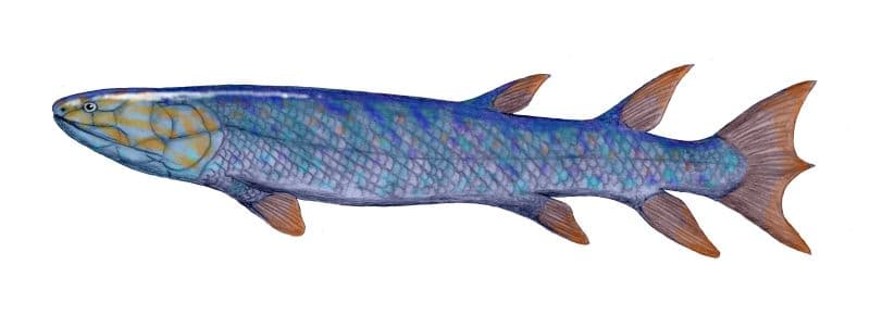 File:Eusthenopteron BW.jpg - Wikipedia