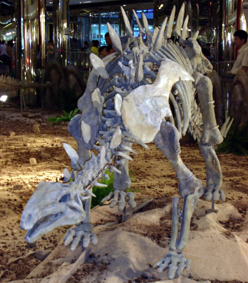 File:Huayangosaurus taibaii 20050707 07.jpg - 维基百科，自由的百科全书