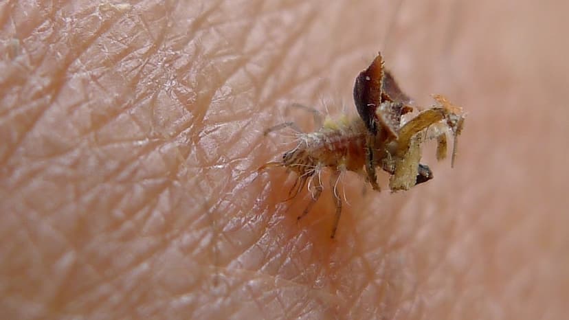 File:Lacewing larva with house (6403195375).jpg - Wikimedia Commons