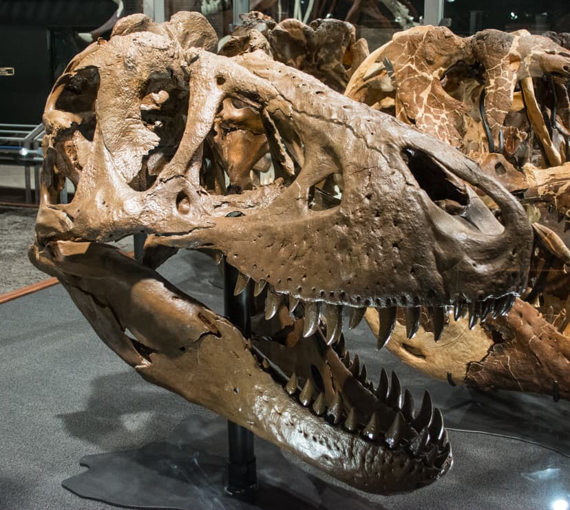 File:B-rex skull.jpg - Wikipedia