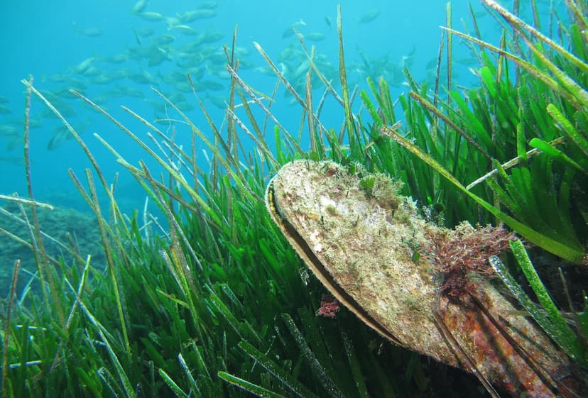 File:Fan mussel (Pinna nobilis).jpg - Wikipedia