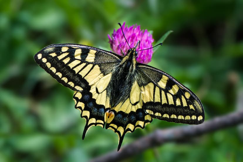 File:Papilio machaon Mitterbach 01.jpg - Wikipedia