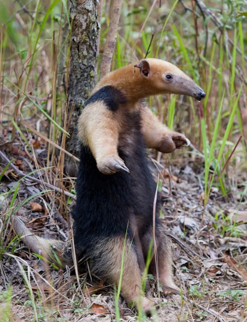 File:T tetradactyla 1.jpg - Wikipedia