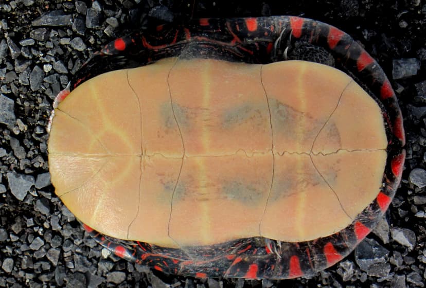 Tập tin:B2 Midland painted turtle underside.jpg – Wikipedia tiếng Việt